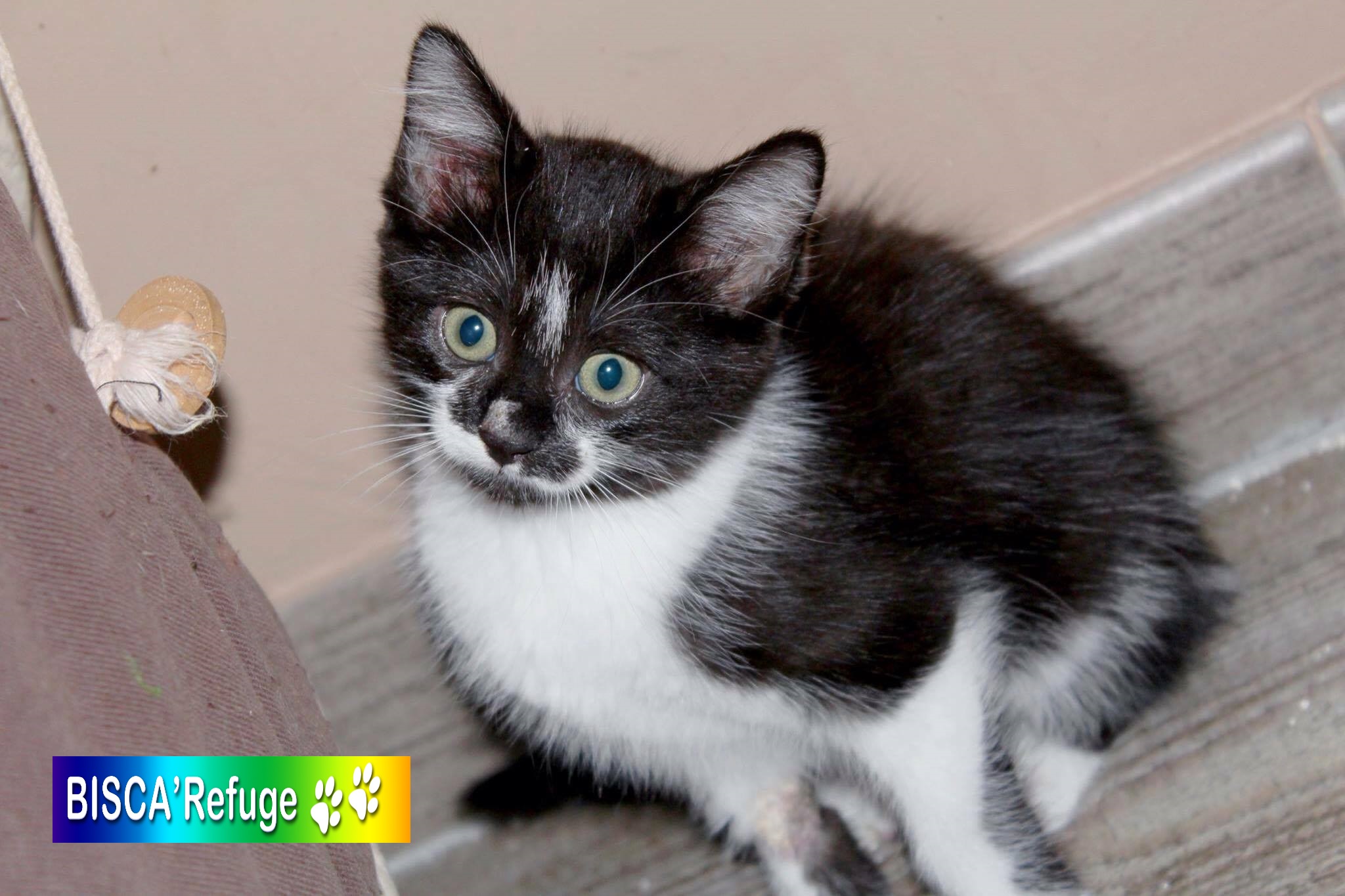 rencontre chien adulte et chaton