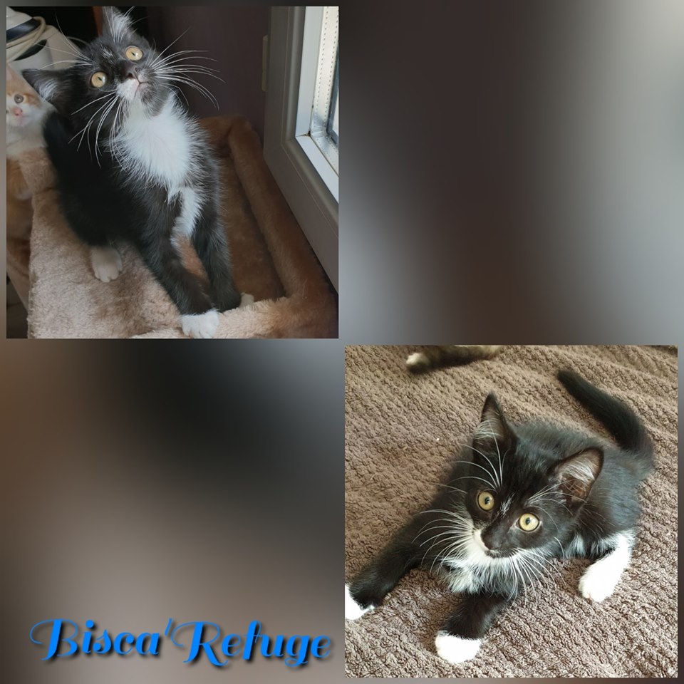 centre adoption chat bruxelles