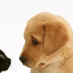 cropped-11424-Black-kitten-and-retriever-pup-white-background.jpg