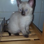 miss princesse