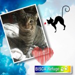 mabouille