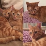 les jumeaux