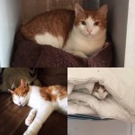 mister red