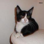 NIKO