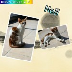 nell