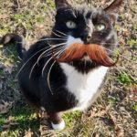 movember 1