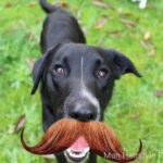 movember 2