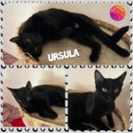 URSULA