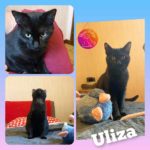 ULIZA