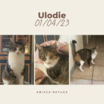 ULODIE
