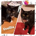 ucellia