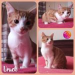 uracio