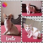 ureitie