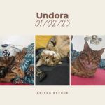 UNDORA