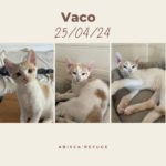vaco