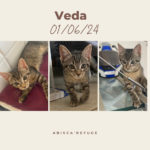 veda