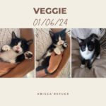 vegie