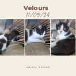 velour
