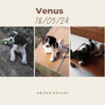 venus