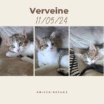 verveine