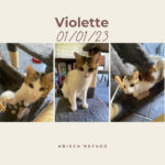violette
