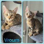 vroum