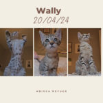 wally