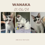wanaka