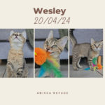 wesley