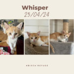 whisper