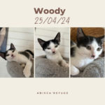woody