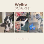 wylho