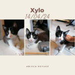 xylo