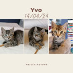 yvo