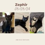 zephir