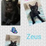 zeus