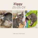 ziggy