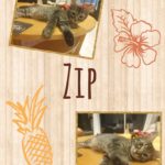 zip