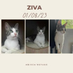 ziva