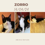zorro