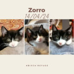 zorro