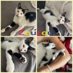 zouzou
