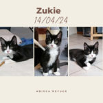 zukie