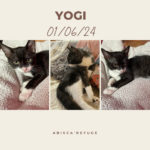 yogi