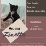 zinette