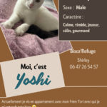 yoshi