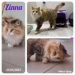 zinna