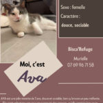 ava